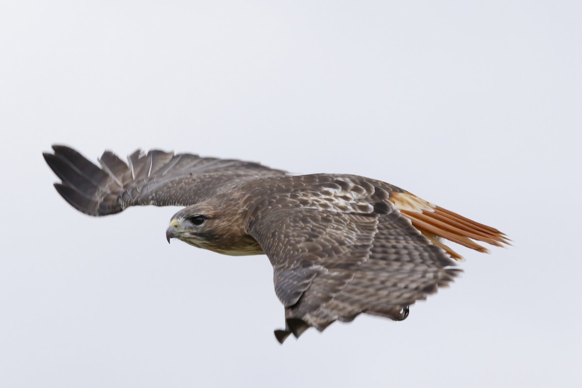 Red-tailed Hawk - Jack Starret