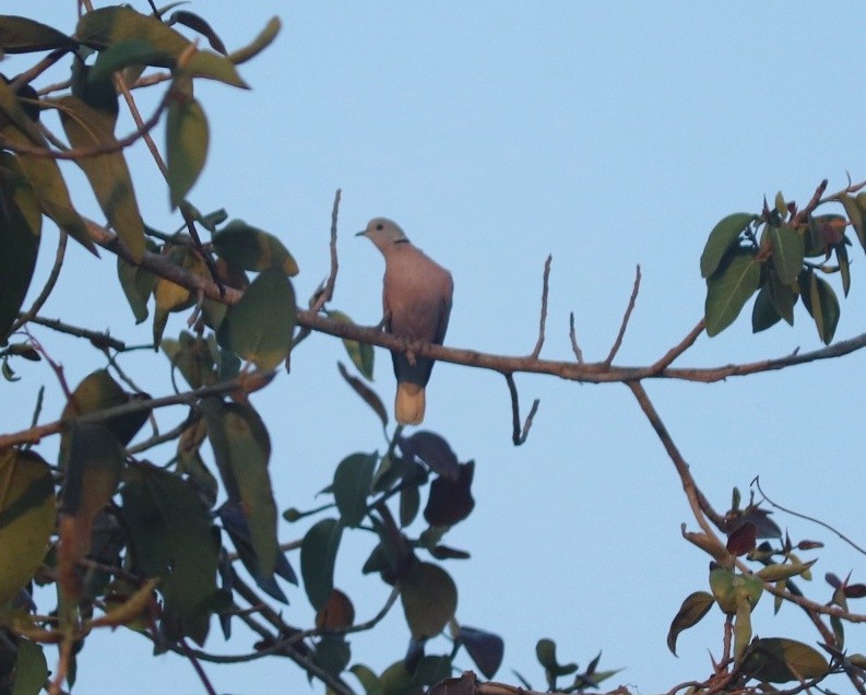Red Collared-Dove - ML615584835