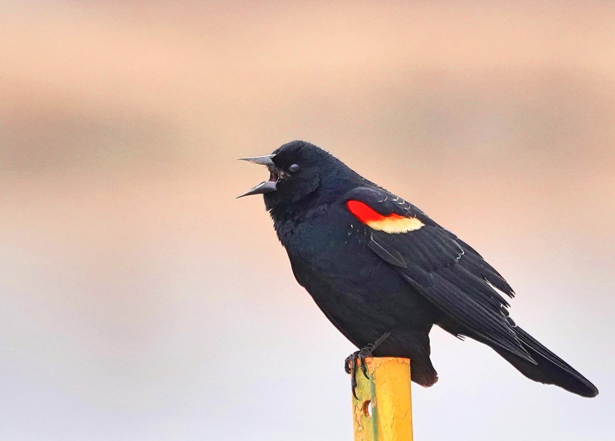 Red-winged Blackbird - Mike Burkoski