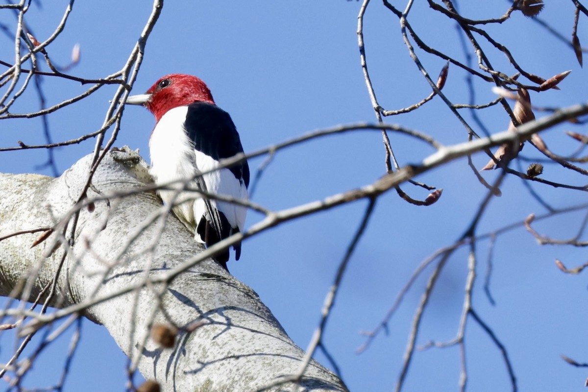 Red-headed Woodpecker - ML615584986