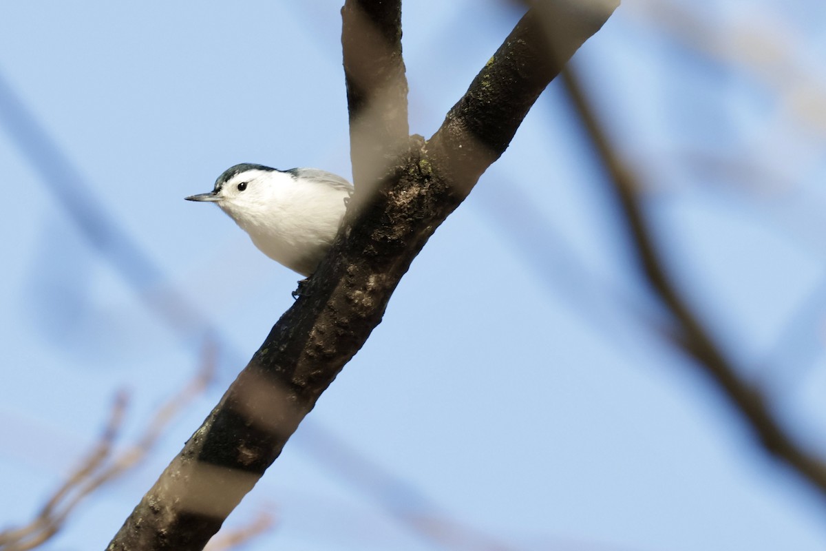 White-breasted Nuthatch - ML615584998