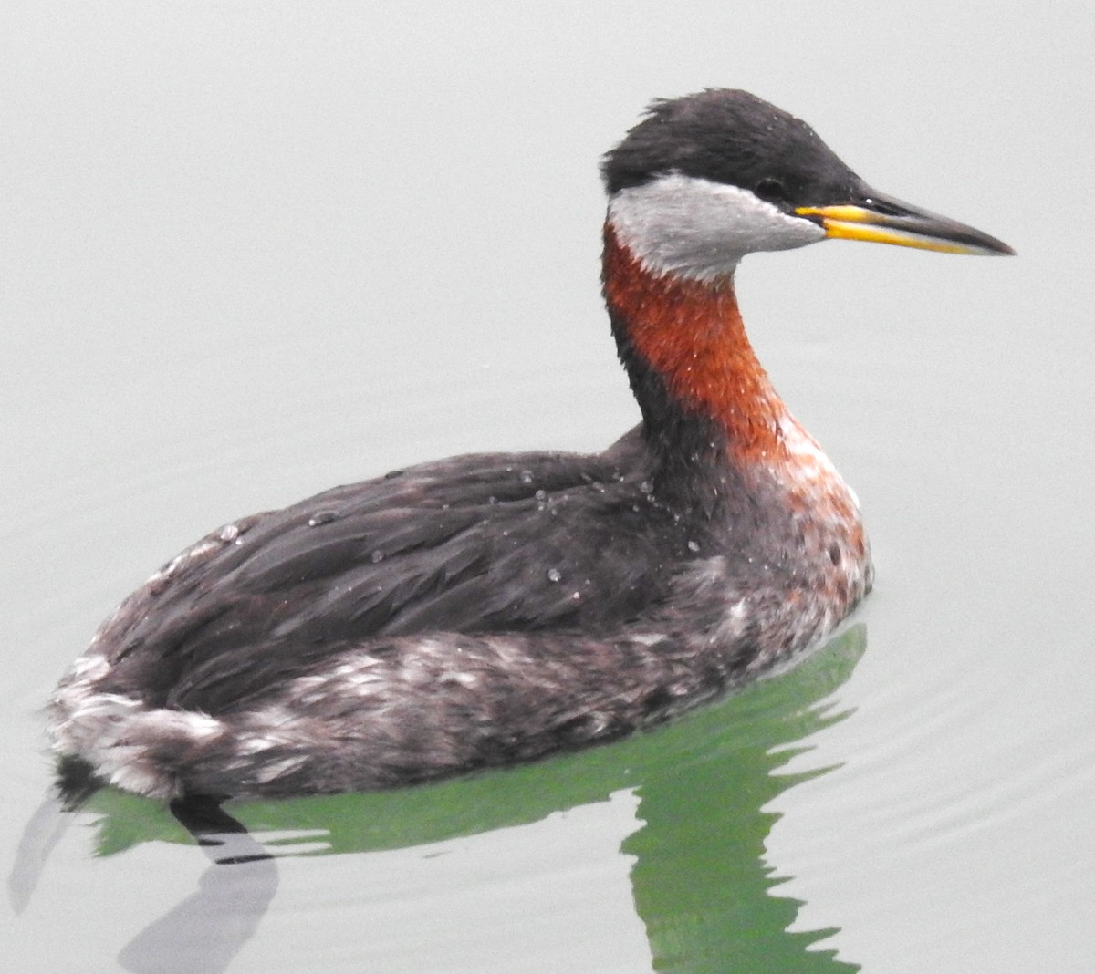 Red-necked Grebe - ML615585061