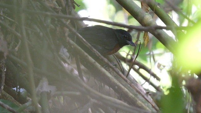 Black Bushbird - ML615585256