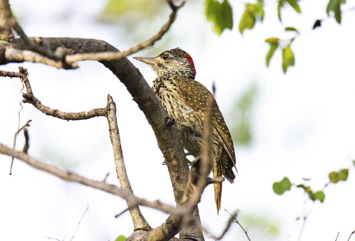 Golden-tailed Woodpecker (Golden-tailed) - ML615585423