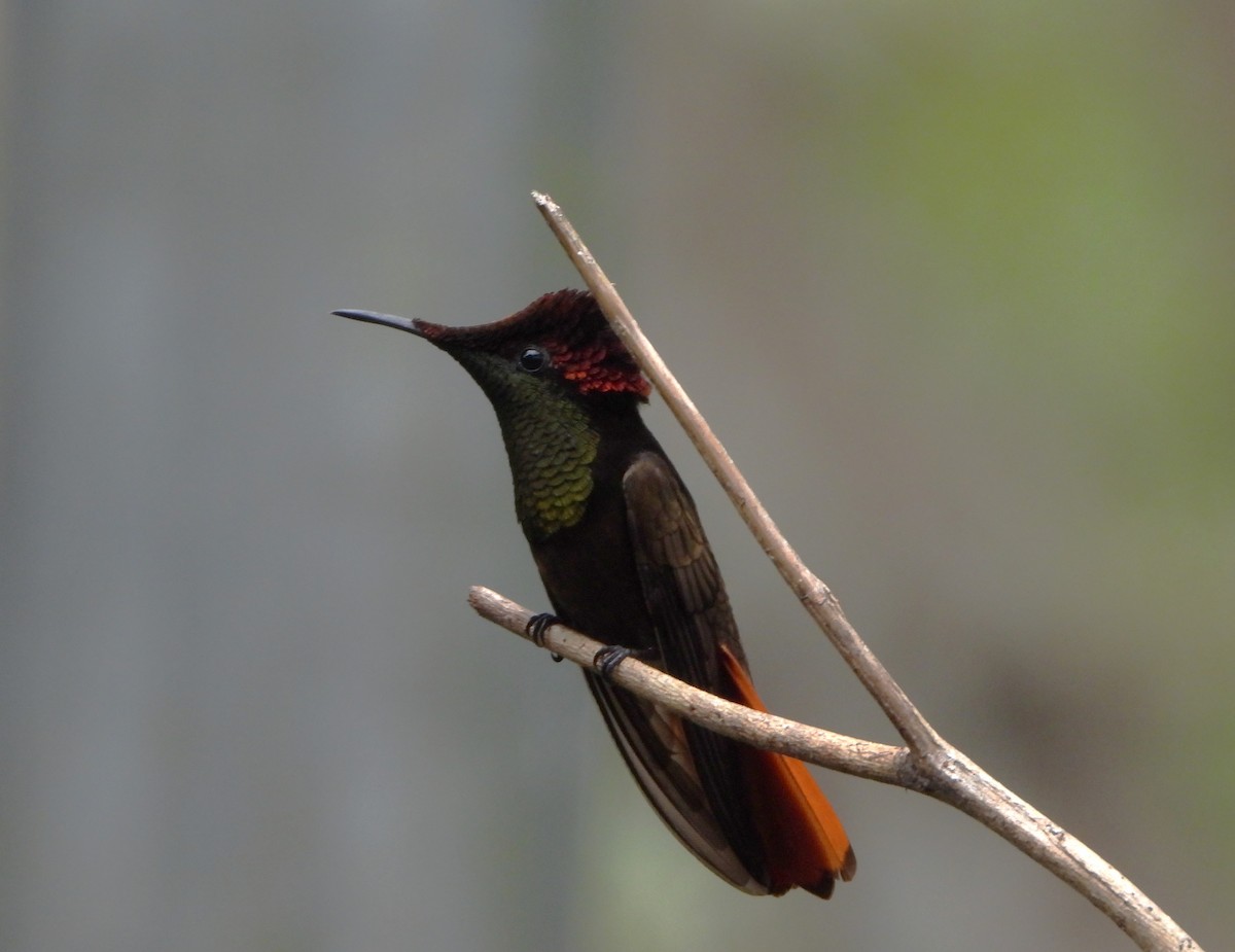 kolibřík červenohlavý - ML615585454