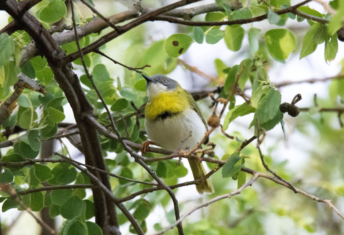 Yellow-breasted Apalis (Yellow-breasted) - ML615585480