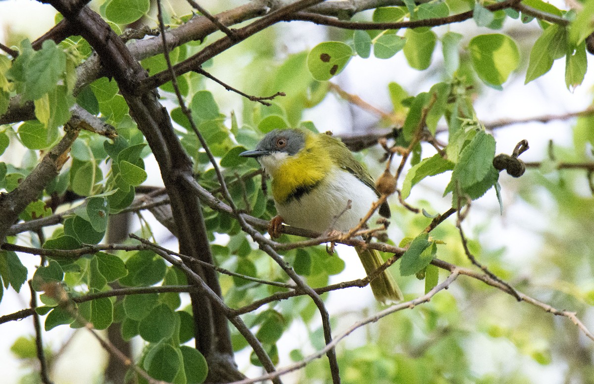 Yellow-breasted Apalis (Yellow-breasted) - ML615585481