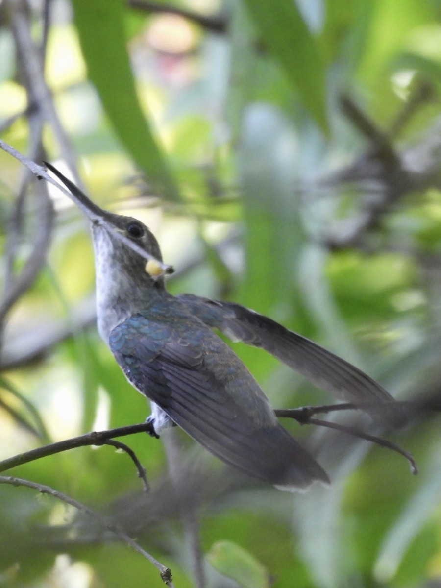 Olive-spotted Hummingbird - ML615585502