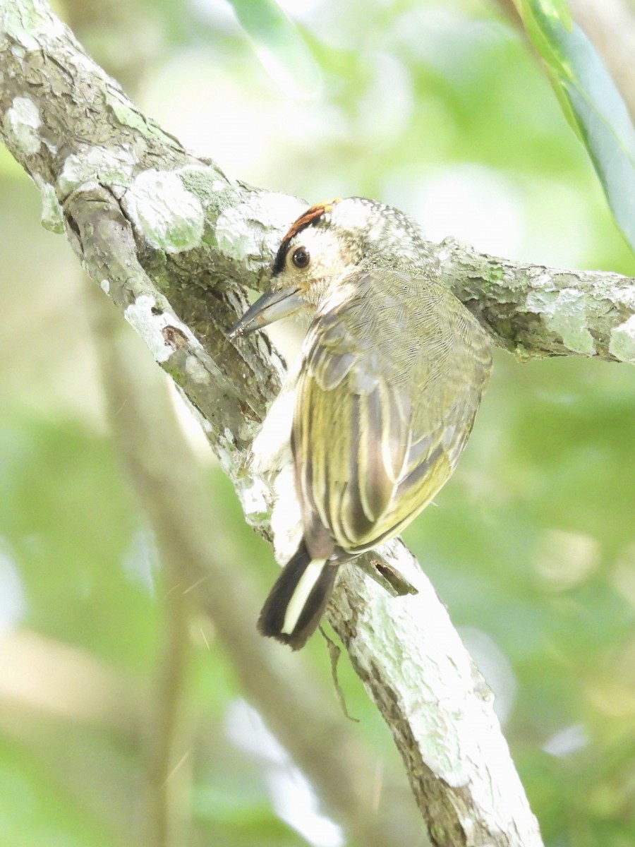 Plain-breasted Piculet - ML615585628
