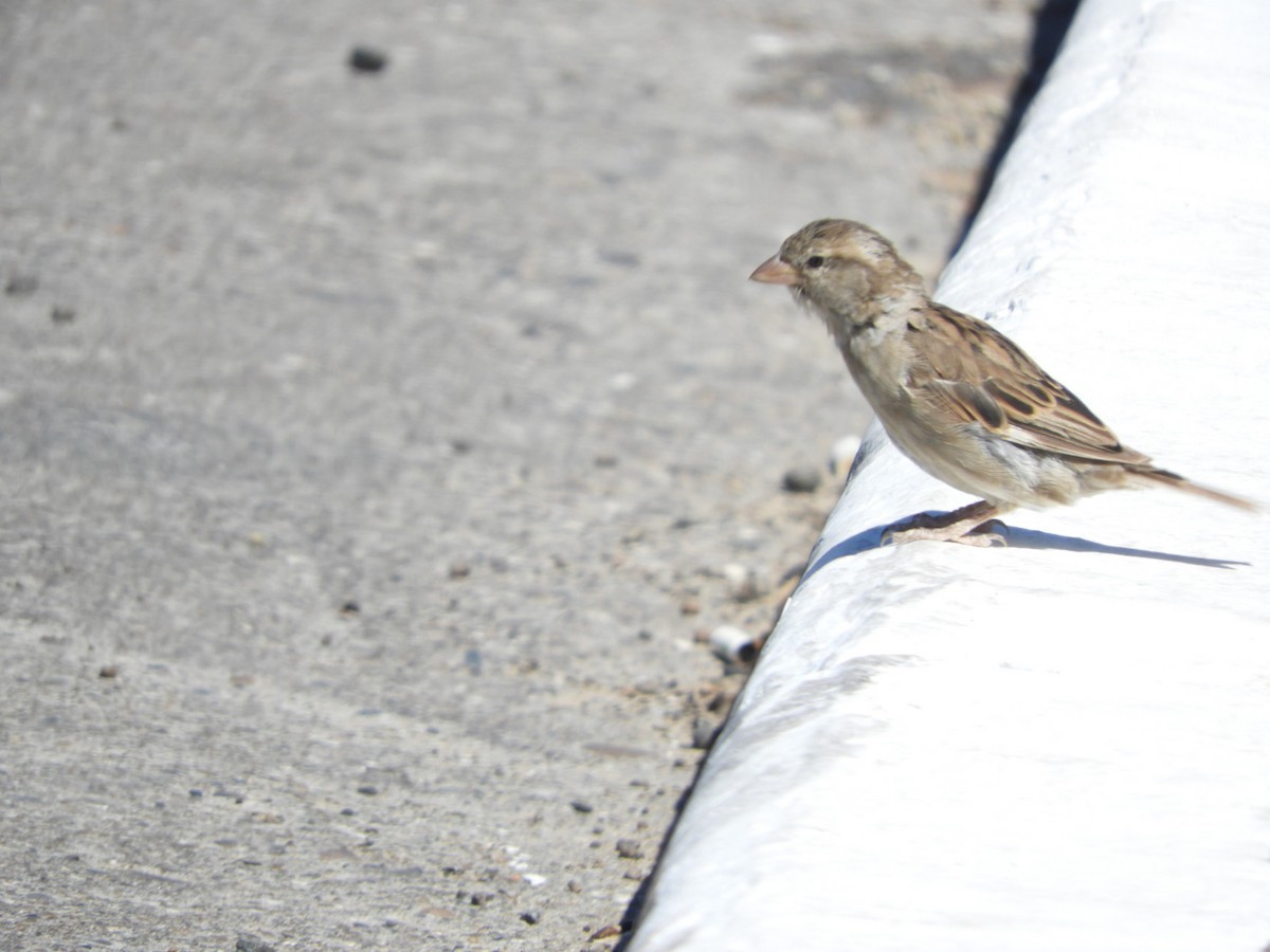 House Sparrow - ML615585698