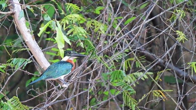 Amazon Kingfisher - ML615585700