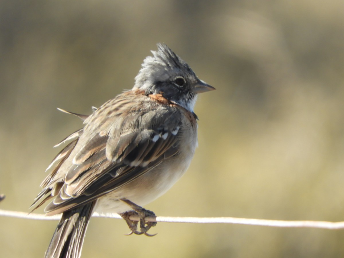 Rufous-collared Sparrow - ML615585709