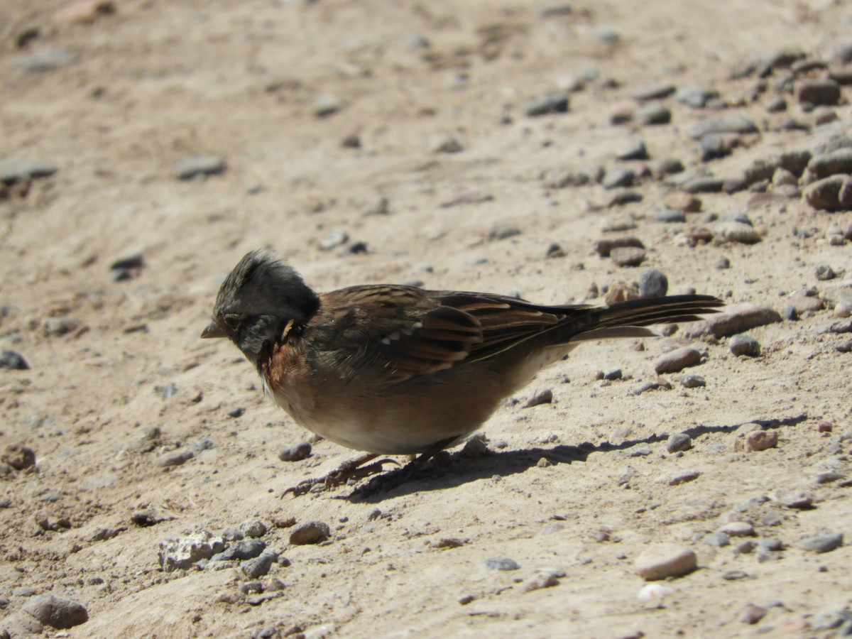 Rufous-collared Sparrow - ML615585715