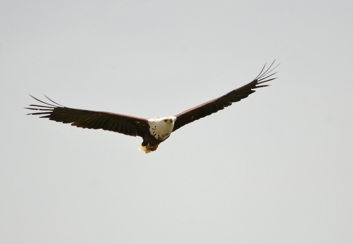 African Fish-Eagle - ML615585885