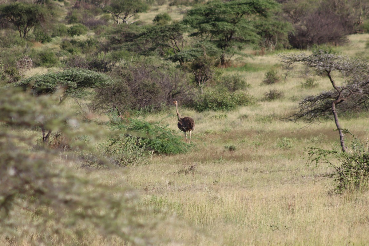 Somali Ostrich - ML615585903