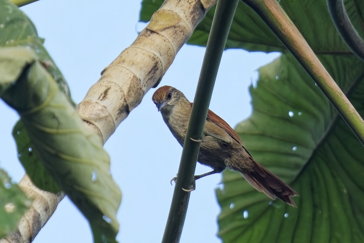 Parker's Spinetail - ML615586107