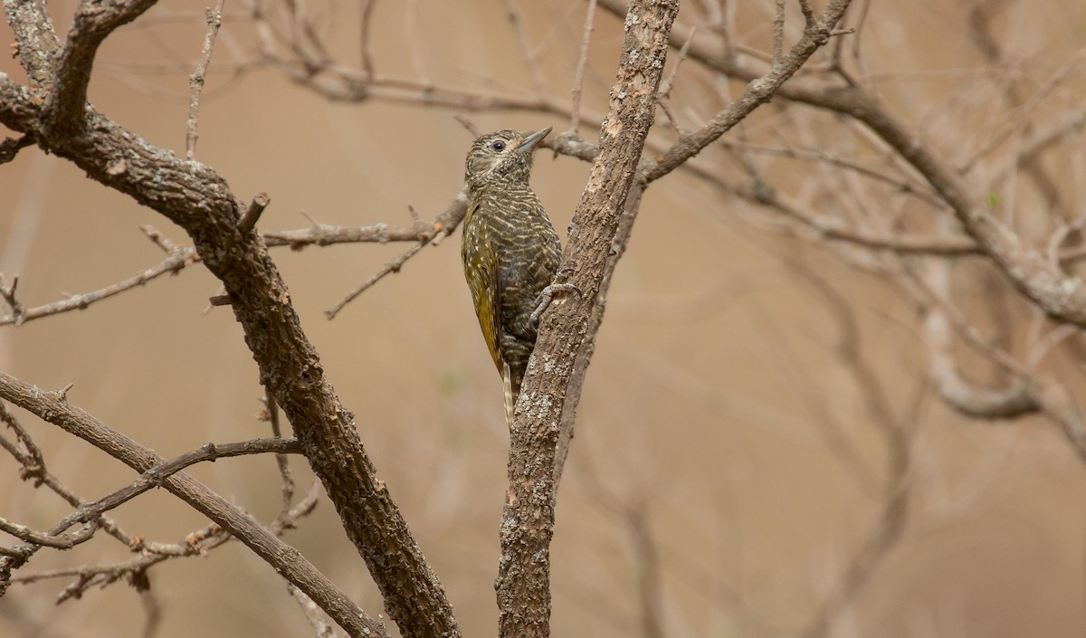 Dot-fronted Woodpecker - ML615586184