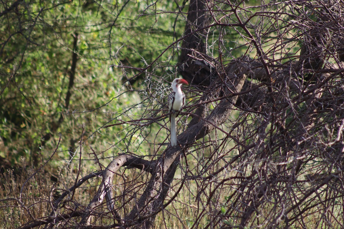 Northern Red-billed Hornbill - Marcos Martin C.