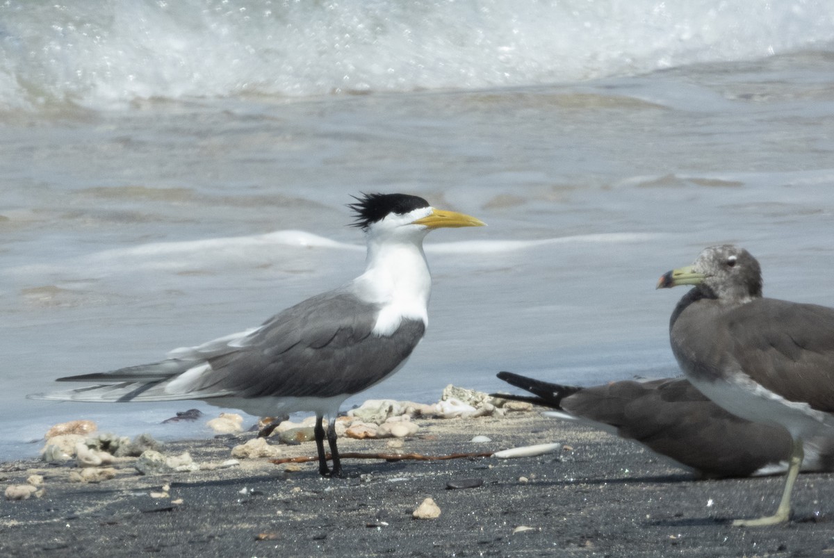 Great Crested Tern - ML615586453