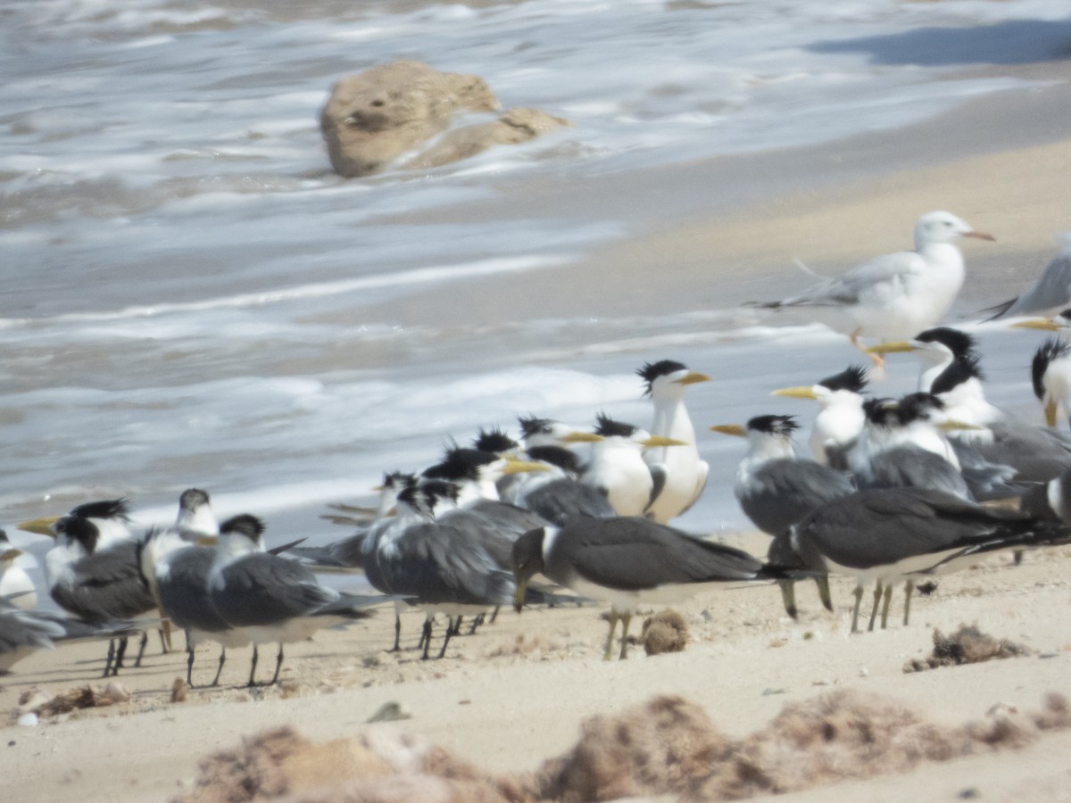 Great Crested Tern - ML615586458