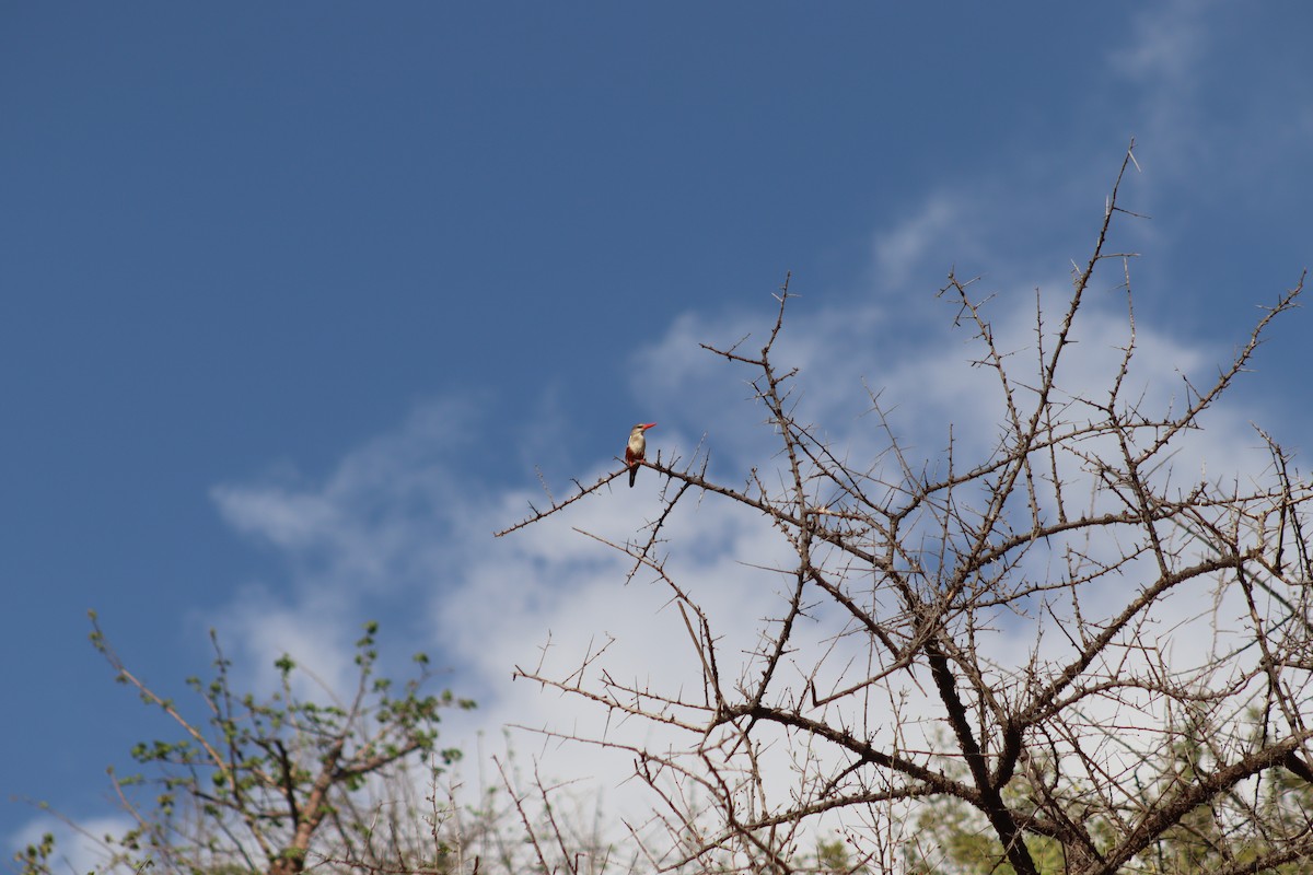 Gray-headed Kingfisher - Marcos Martin C.