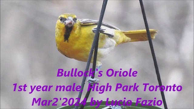 Bullock's Oriole - ML615586737