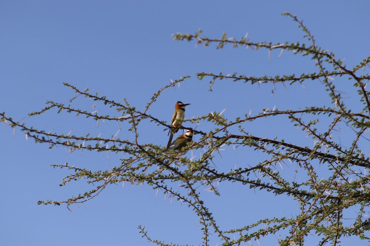 White-throated Bee-eater - ML615586763