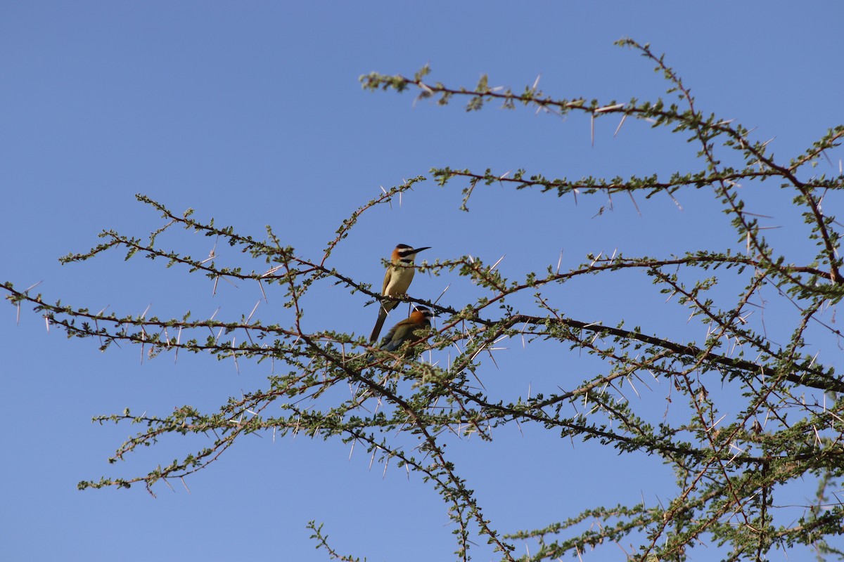 White-throated Bee-eater - ML615586764