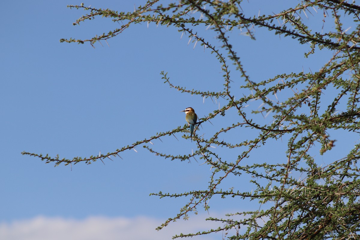 White-throated Bee-eater - ML615586766
