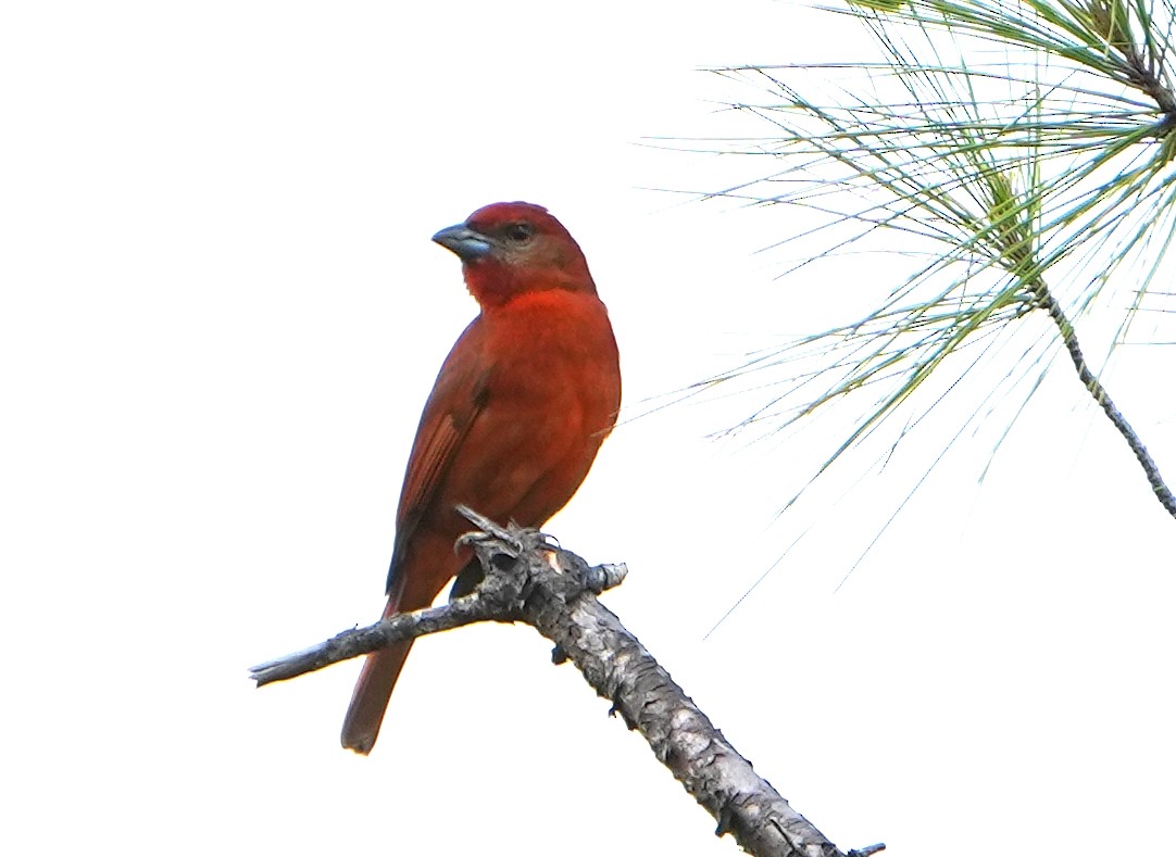 Hepatic Tanager - ML615586790