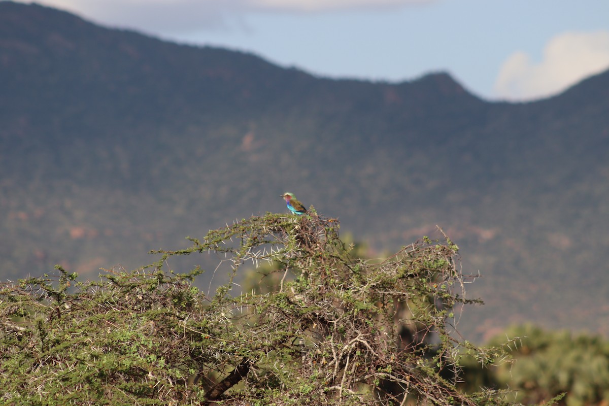 Lilac-breasted Roller - ML615586845