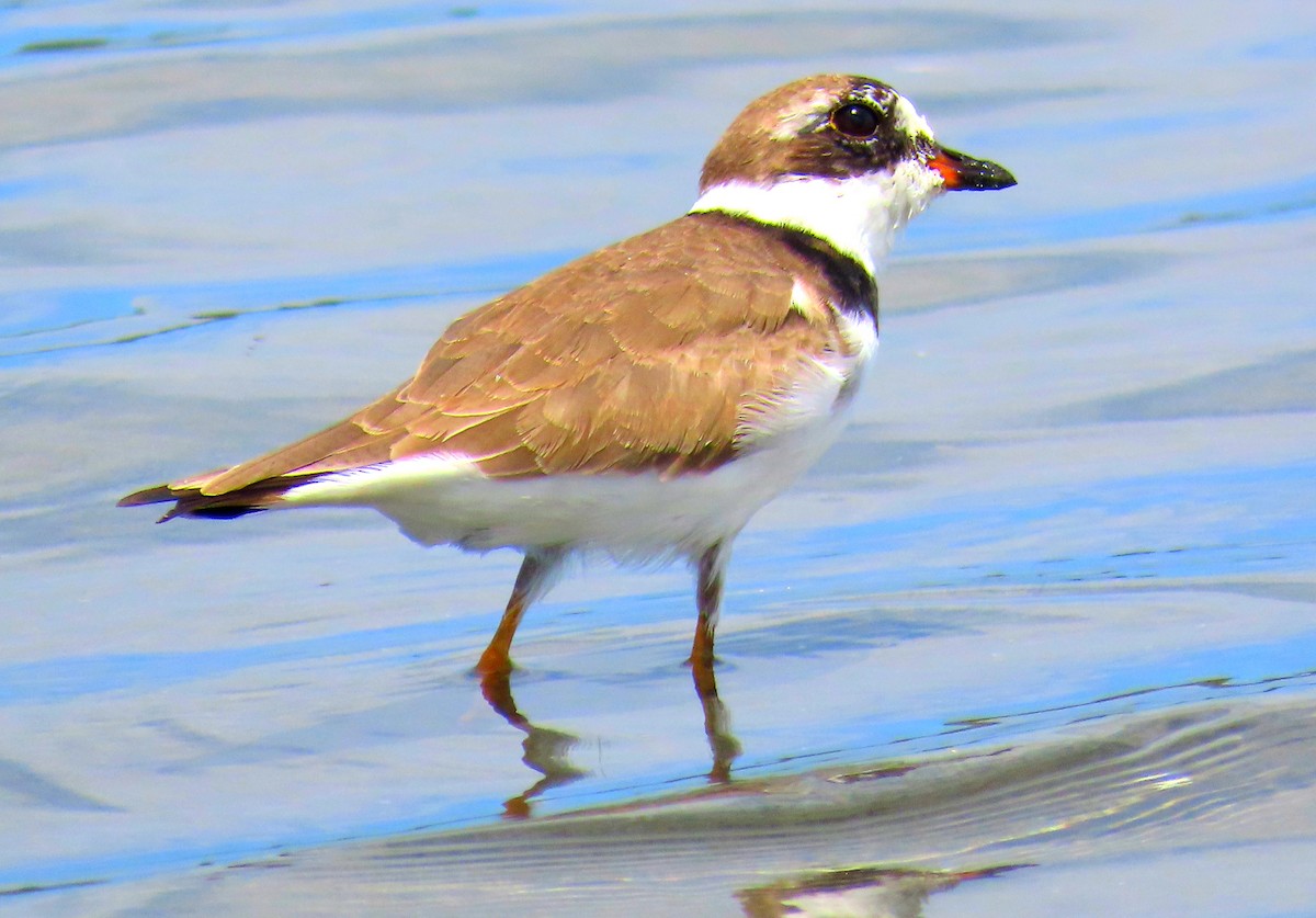 Semipalmated Plover - ML615586936