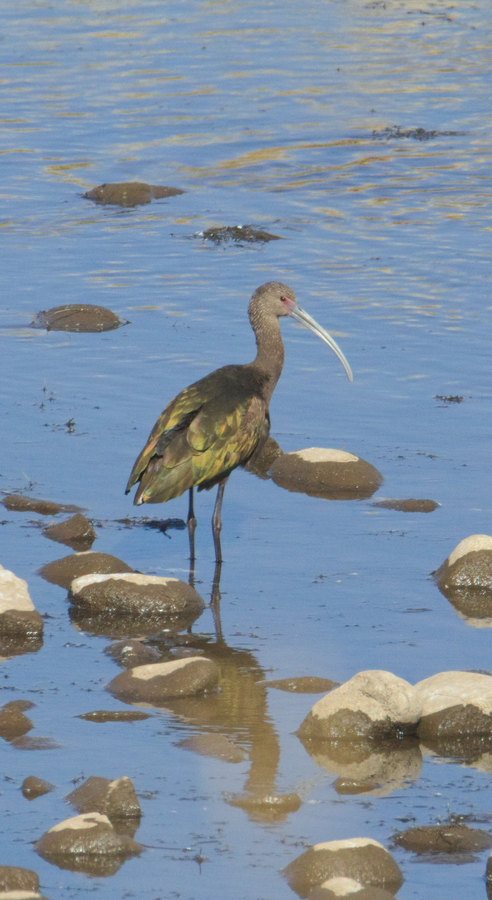 ibis americký - ML615586977