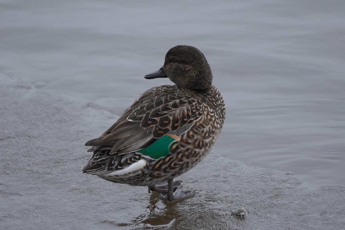 Green-winged Teal - ML615587029