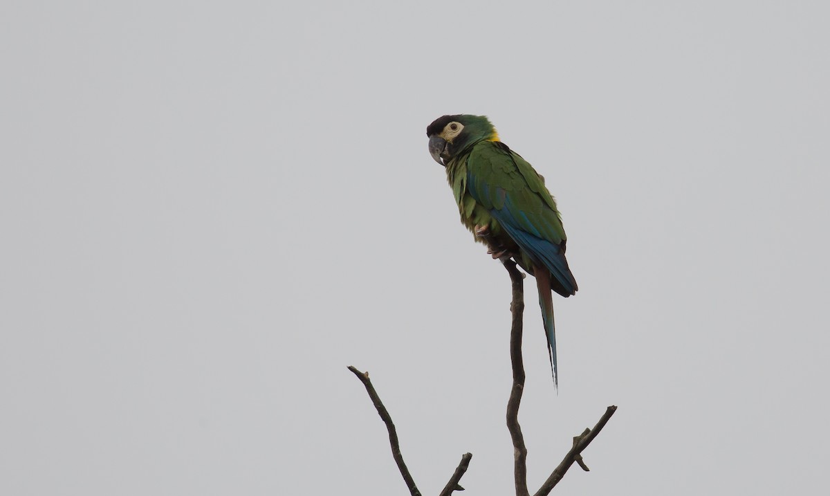 Yellow-collared Macaw - ML615587033