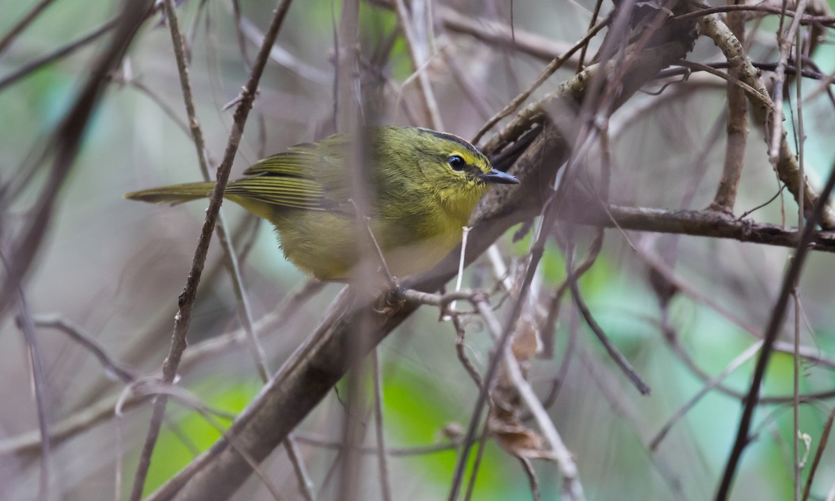 Two-banded Warbler - ML615587076