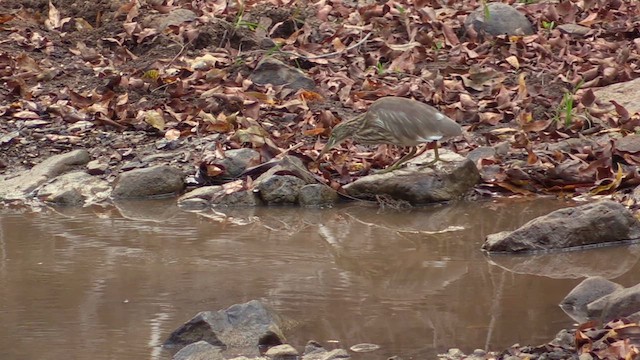 Indian Pond-Heron - ML615587107