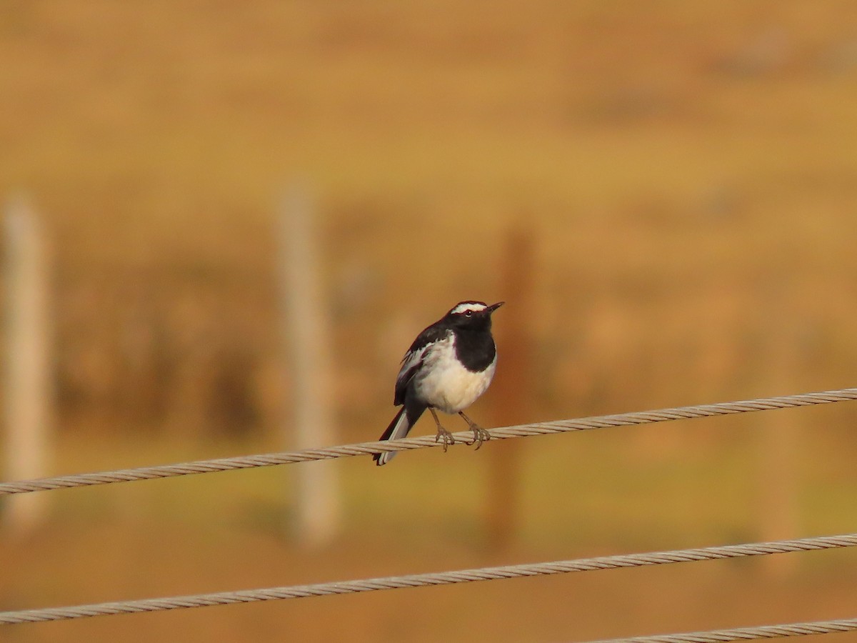 White-browed Wagtail - ML615587222