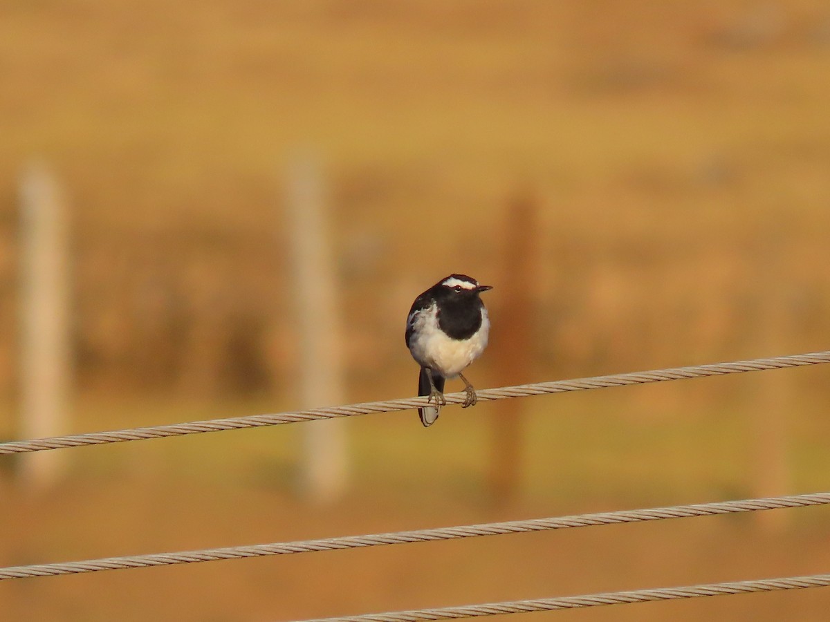 White-browed Wagtail - ML615587223