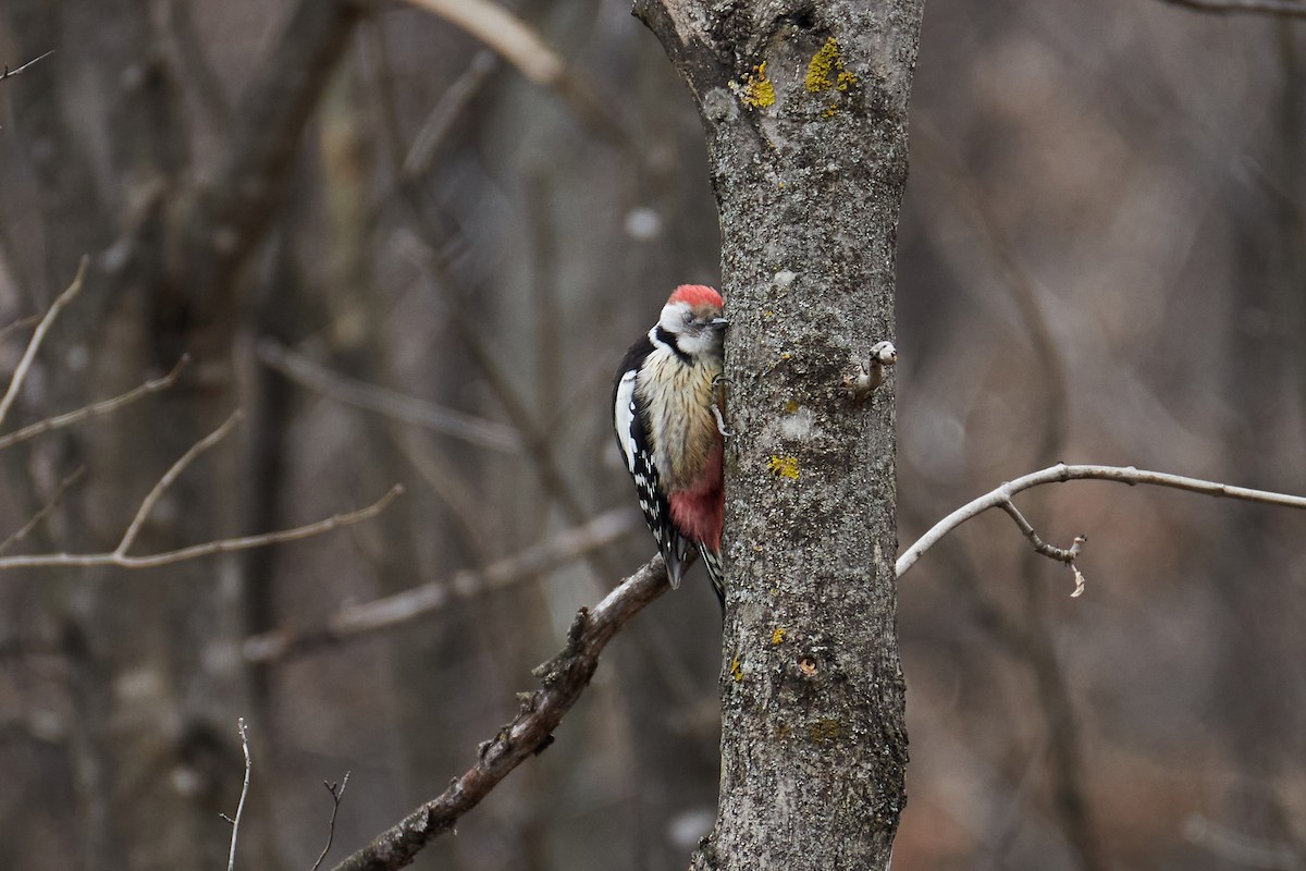 Middle Spotted Woodpecker - ML615587263