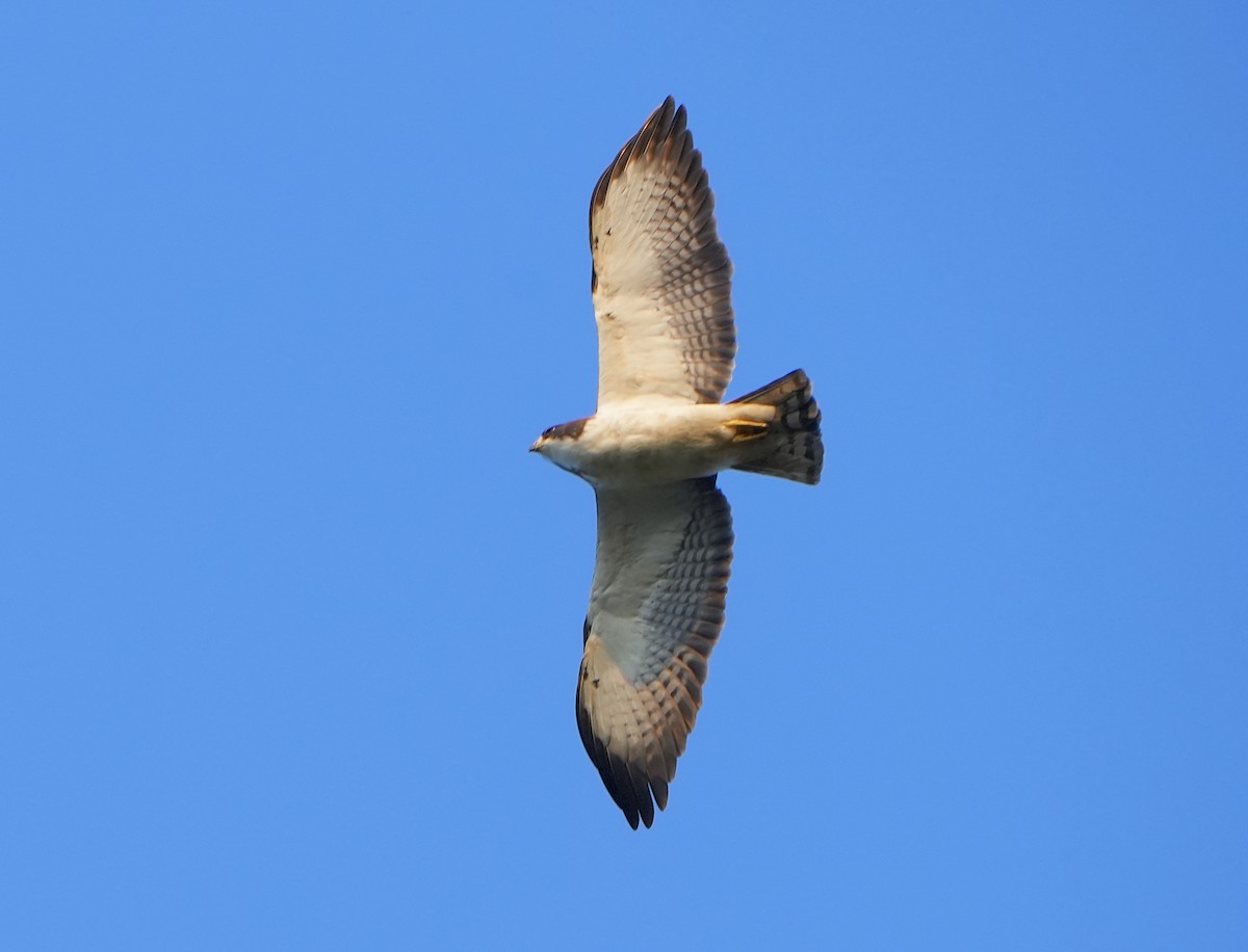 Short-tailed Hawk - Jack Maynard