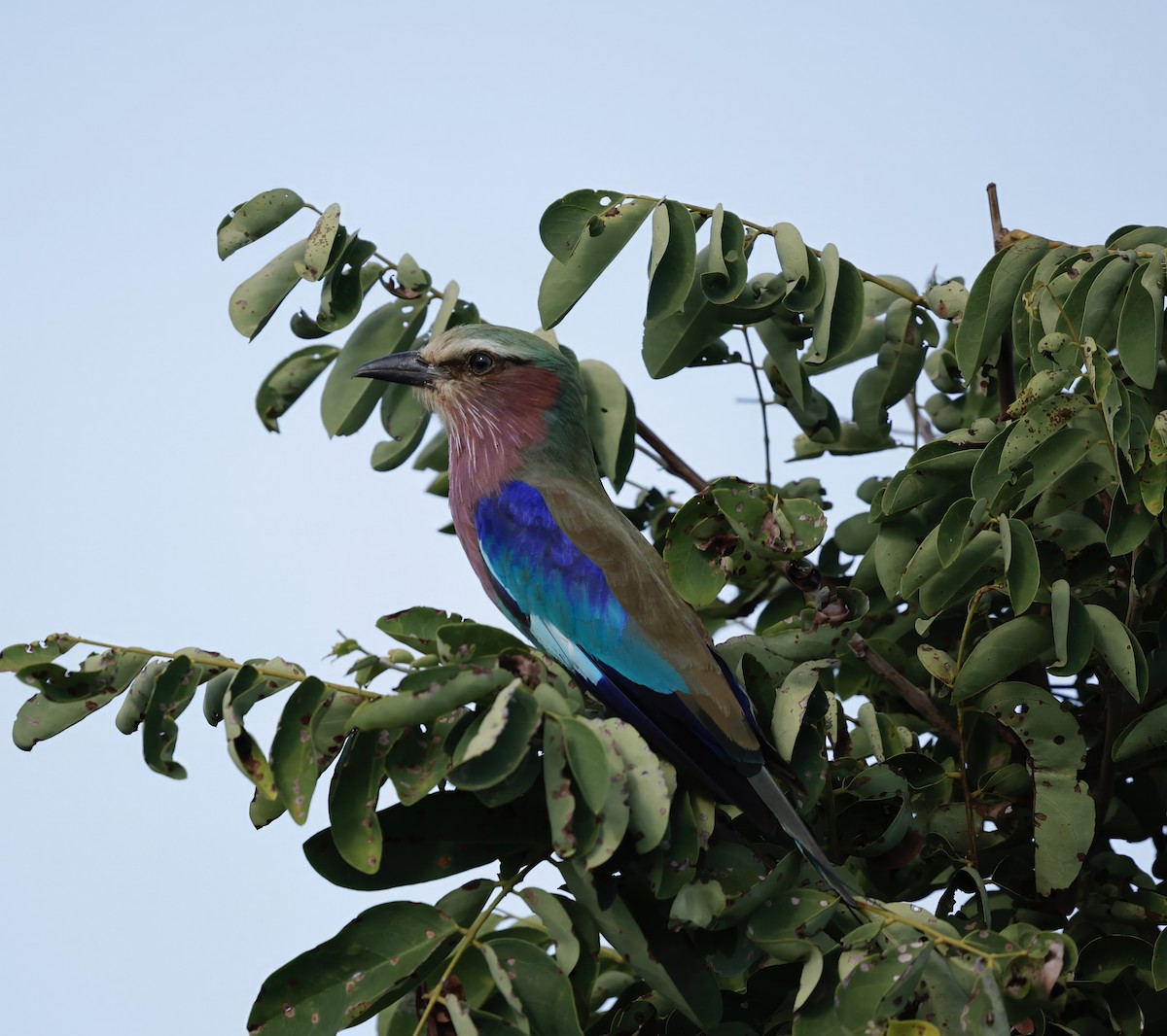 Lilac-breasted Roller (Lilac-breasted) - ML615587334