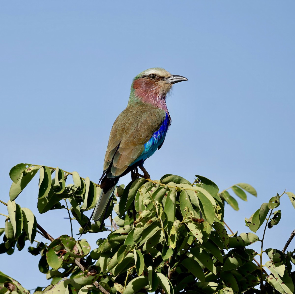 Lilac-breasted Roller (Lilac-breasted) - ML615587338