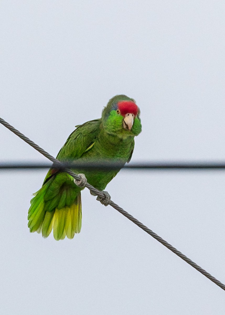 Red-crowned Parrot - Judi Sawyer