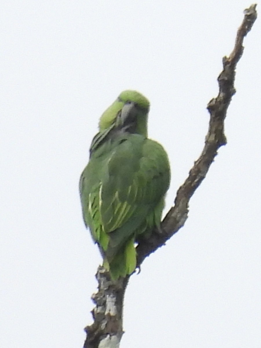 Short-tailed Parrot - ML615587998