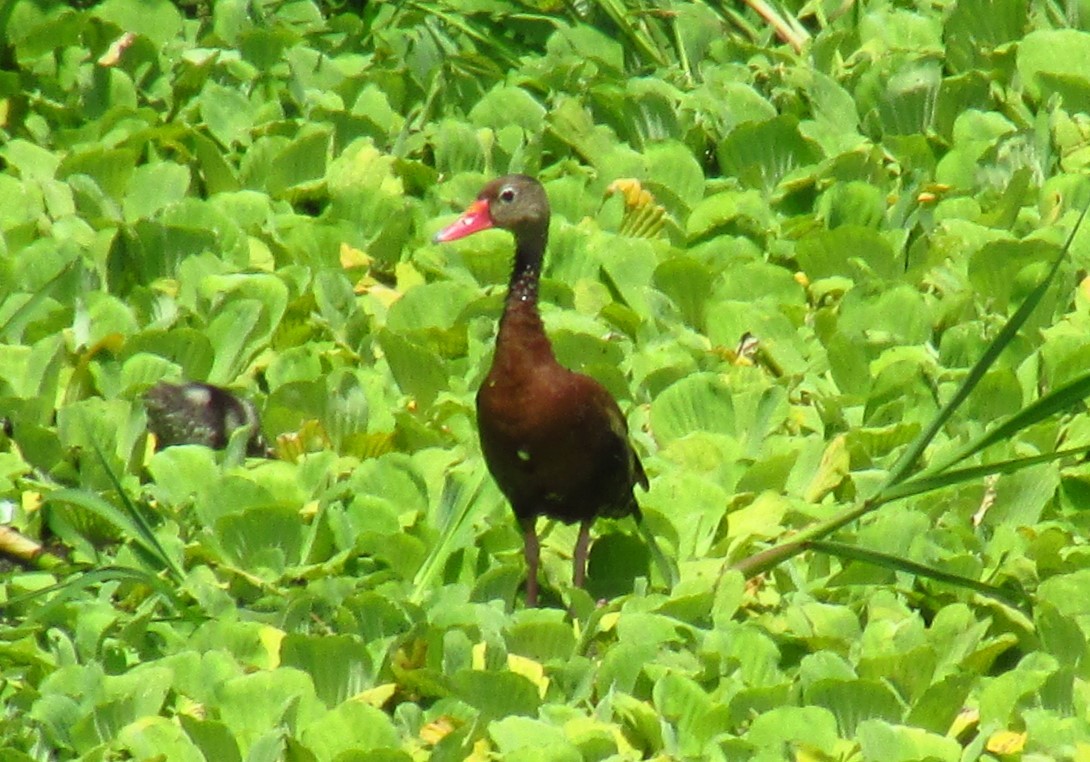Black-bellied Whistling-Duck - ML615588229