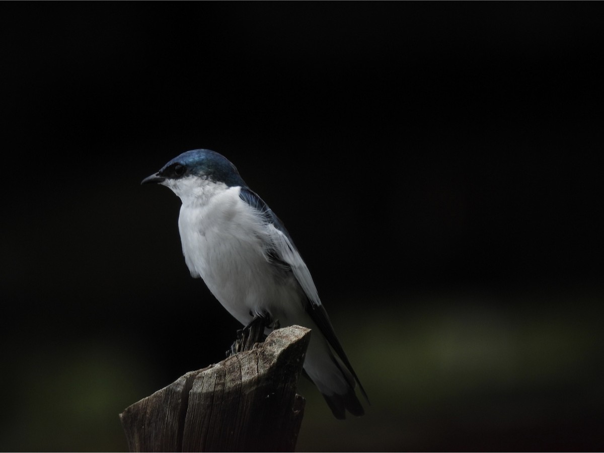 White-winged Swallow - ML615588432
