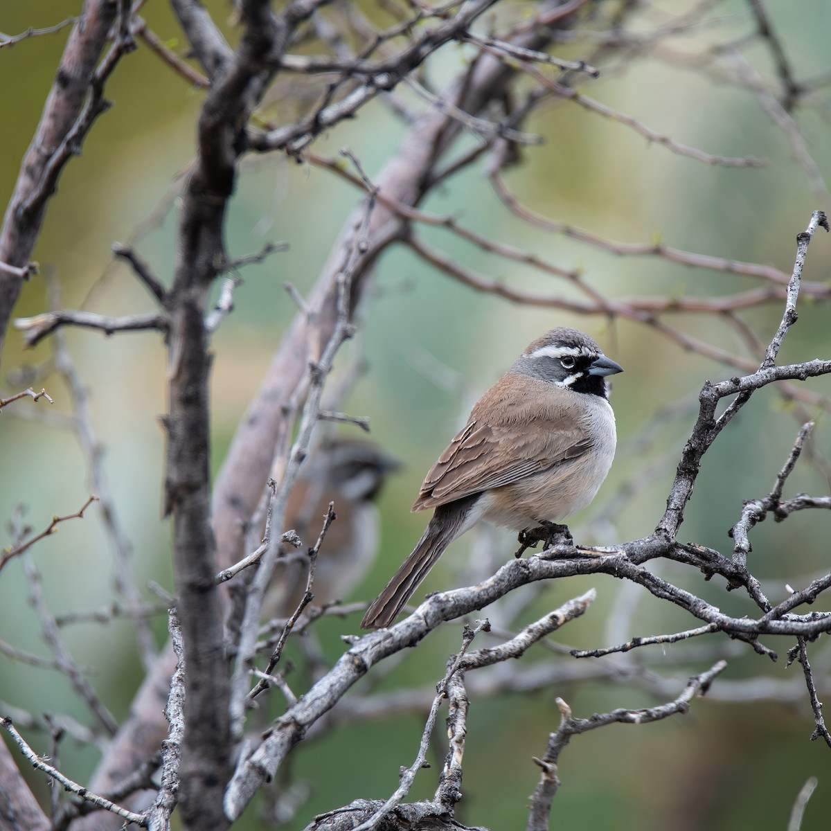 Black-throated Sparrow - ML615588515