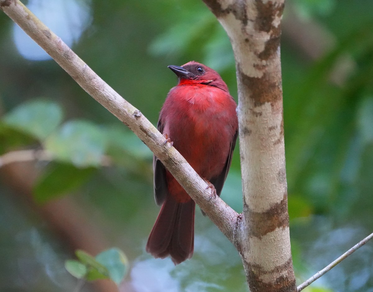 Red-throated Ant-Tanager - Jack Maynard
