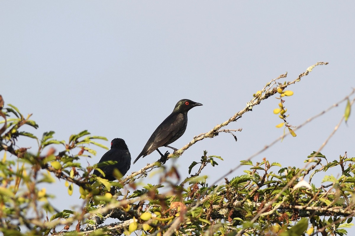 Short-tailed Starling - ML615589141